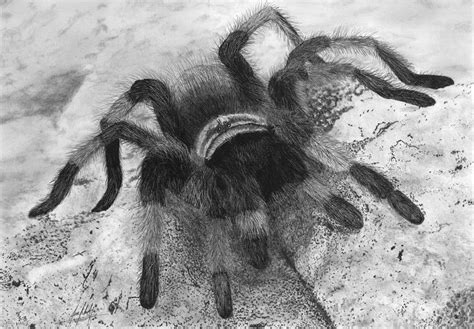 Tarantula Crawling Drawing By James Schultz Pixels