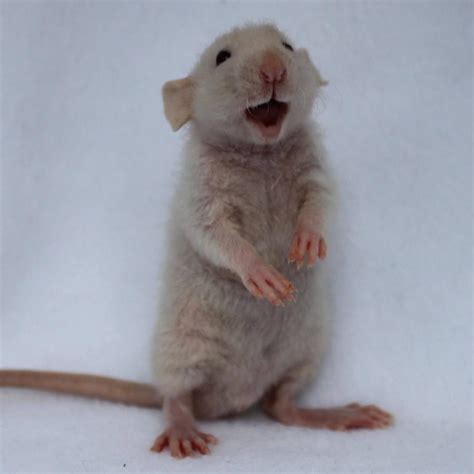 A Very Happy Baby Rat Raww