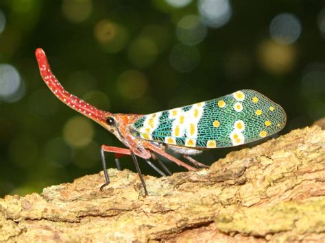 My Favorite Insect The Lantern Fly Awwnverts