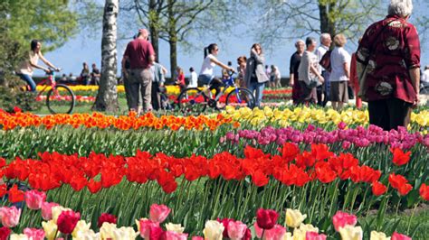 Visit The Free Morges Tulip Festival On Lake Geneva Lake Geneva