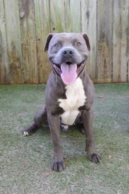 Check spelling or type a new query. Blue Pitbull Puppies For Adoption Near Me