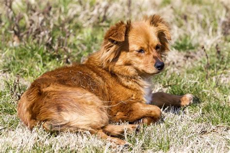 Cute Little Brown Dog In A Green Field Stock Image Image Of Meadow