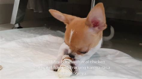 Mengapa Anjing Suka Mengunyah Chewing YouTube
