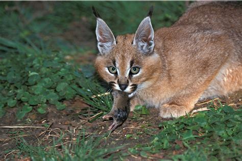 Caracals As Pets Big Cat History Where Theyre Legal And Costs To Own