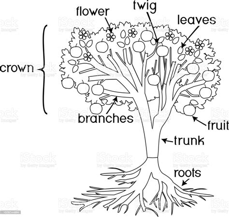 Blaze monster machine coloring pages. Coloring Page Parts Of Plant Morphology Of Tree With Crown ...