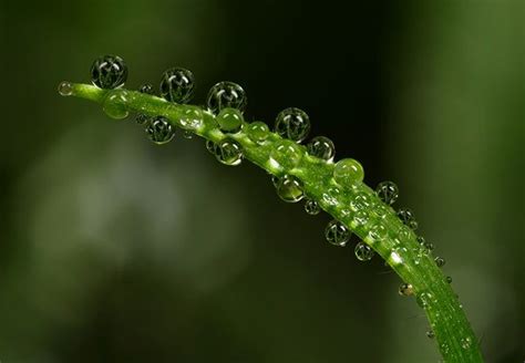 Amazing Macro Shots Of Dew Drops Alistair Campbell