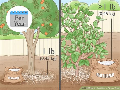 Fertilizing A Citrus Tree What Month How Much And Best Ratios