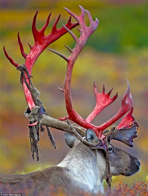 Stunning Photos Show A Deer Shedding Its Velvet In Alaska Big World Tale