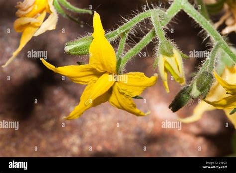 Tomato Plant Flower Stock Photo Alamy