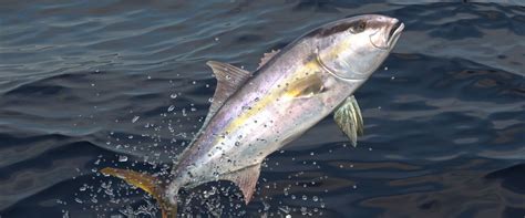 Amberjack Fishing Trips Baityourhook