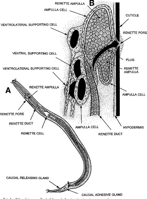 Figure 1 From Structure And Role Of The Renette Cell And Caudal Glands