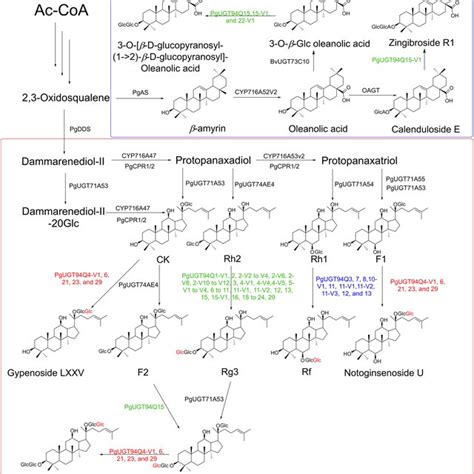 Proposed Biosynthesis Pathways Of Saponins In Panax Plants Ac Coa Download Scientific Diagram
