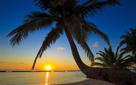 Beach Palm Trees Wallpapers Images