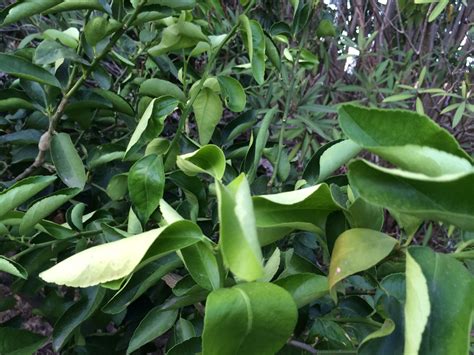 This guide helps you recognize the cause and provides solutions to help you grow a healthy lemon tree. Lime tree leaves curling | Bunnings Workshop community