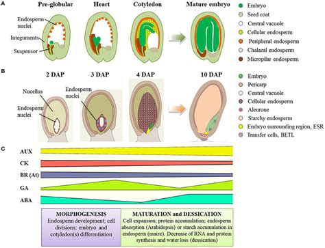 Seed Development In Arabidopsis And Maize A Schematic Representation