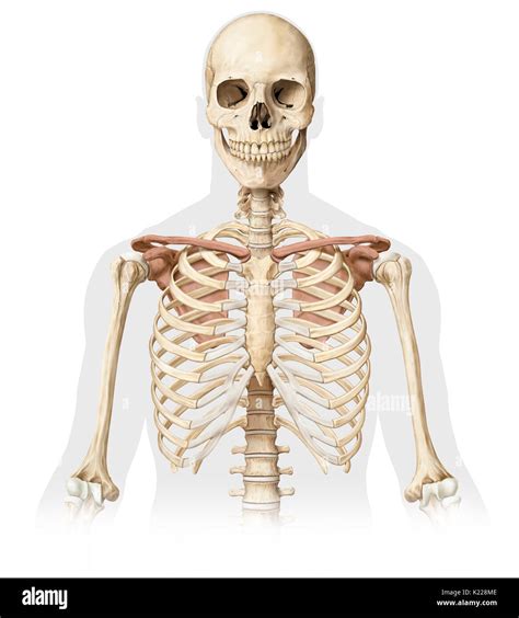 This Image Shows Bones From The Upper Body Stock Photo 156173374 Alamy