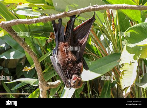 Megabat Hanging On The Tree Branch Bat Is Hanging On The Tree Flying