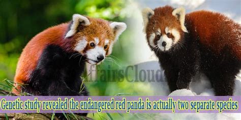 Genetic Study Revealed The Endangered Red Panda Is Actually Two