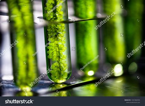 水藻 图片库存照片和矢量图 Shutterstock