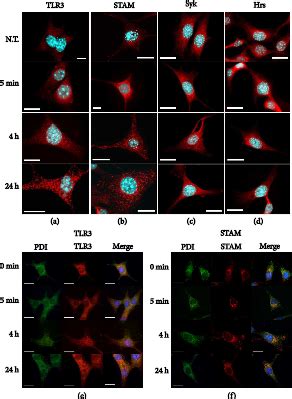 Syk And Hrs Regulate Tlr Mediated Antiviral Response In Murine Astrocytes