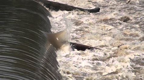 Kankakee River Wilmington Dam 6 9 15 Youtube