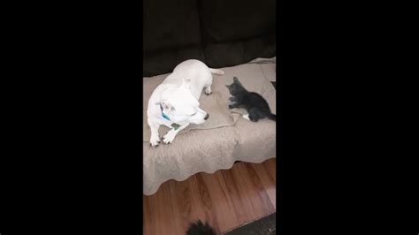 Kitten Attacking Dogs Paw Youtube