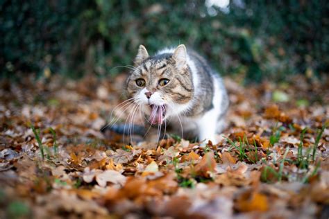 Cat Drooling What Does It Mean Piscataqua Animal Hospital And Pet Supply