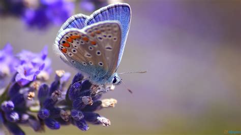 Free Best Pictures Blue Flower On Butterfly Wallpaper And Blue Flower On