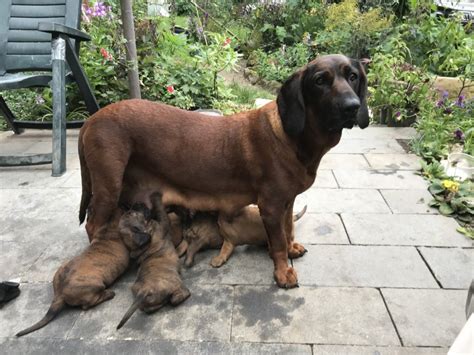 Hanoverian Scent Hound Puppies For Sale In Devon
