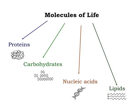 Ppt Molecules Of Life Powerpoint Presentation Free Download Id9341207