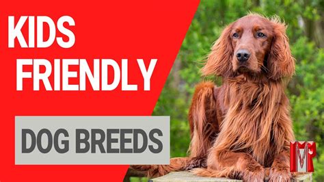 10 Most Kid Friendly Dog Breeds Youtube