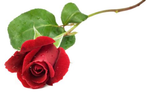 Single Rose Pictures Images And Stock Photos Istock