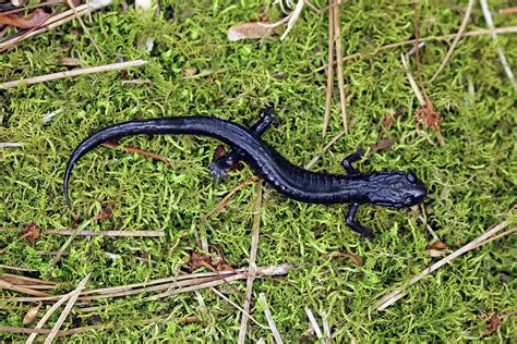 Black Salamander Photograph By Jennifer Robin Fine Art America