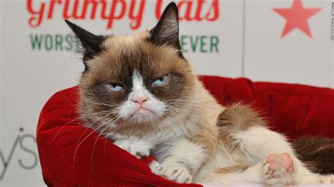 Grumpy Cat Dead At Age 7 Cnn Video