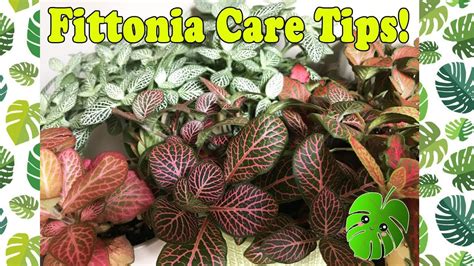 Fittonia Care Tips! - YouTube