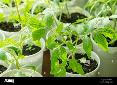 Tomato Seedlings Windowsill Hi Res Stock Photography And Images Alamy