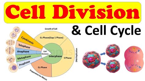 Cell Biology Cell Division Cell Cycle Amitosis Mitosis