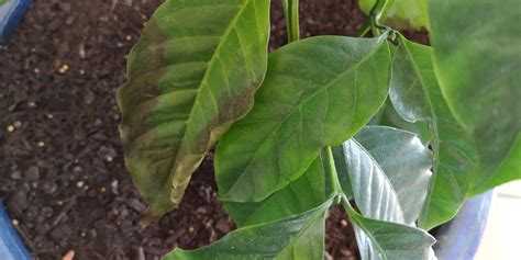 Coffee Plant Had A Few Leaves Go Brown Like This And Then Fall Off