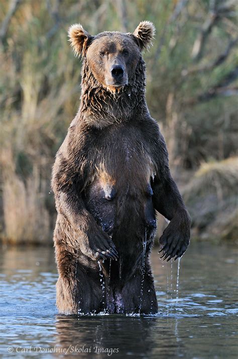It isn't a threat po Image of the Month | Grizzly Bear Standing Photo