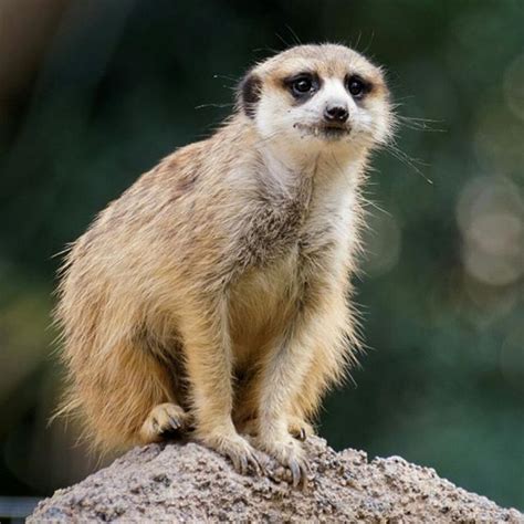 Meerkat At San Diego Zoo Safari Park Travel California Sandiego