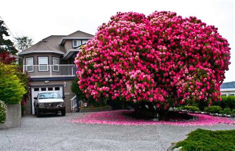 16 Of The Most Magnificent Trees In The World