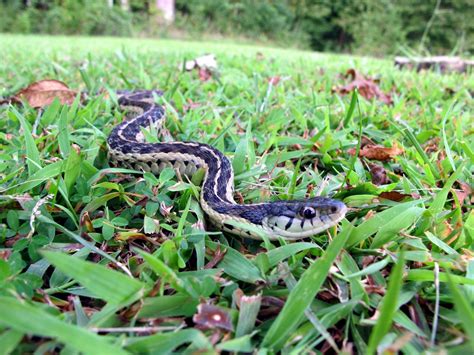 Backyard Snakes Effective Wildlife Solutions Snake Backyard