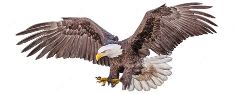 Premium Vector Bald Eagle Flying Swoop Hand Draw And Paint Color On White