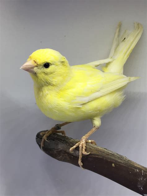 Canary Birds For Sale Aurora Il 235093 Petzlover