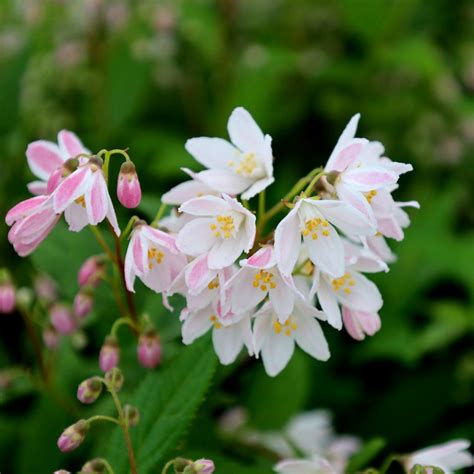 Buy Yuki Cherry Blossom Deutzia Online Garden Goods Direct