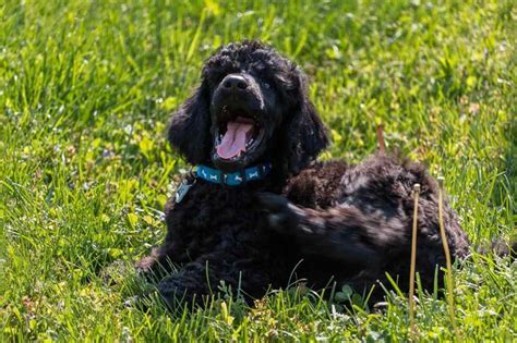 Are Standard Poodles Good Dogs What Science Says