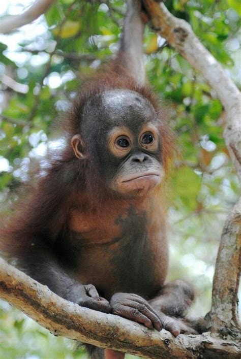 2221 Best Orangutan Images On Pinterest Baby Orangutan