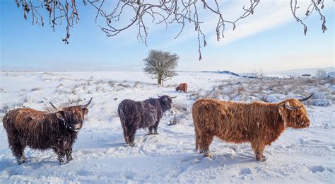 Highland Cattle In Snow On Curbar Edge Peak District Photography Prints