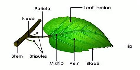 Different Parts Of Leaf Qs Study
