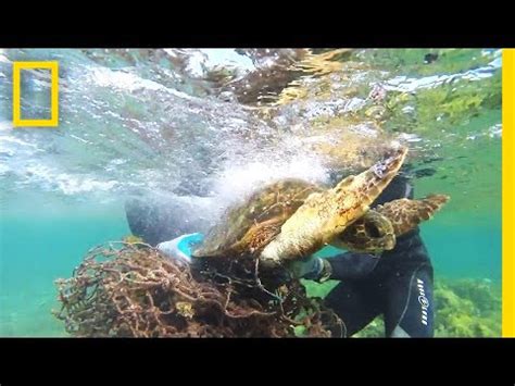 Tangled In Fishing Net Sea Turtle Rescue Youtube